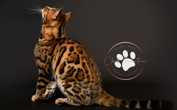Bengal kitten for sale